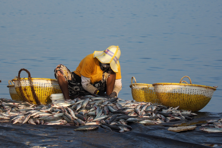 Pêcheur à Negombo, au Sri Lanka