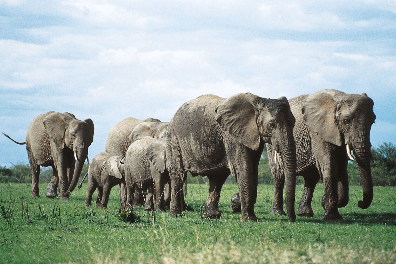 Une famille d'éléphants dans les plaines kenyanes voyages culturels 