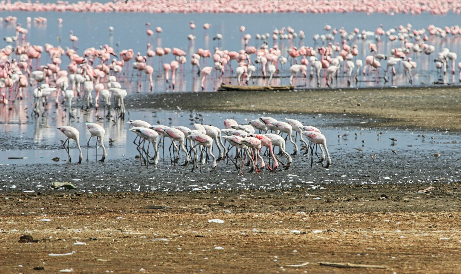 Groupe de flamants roses sur les rives du lac Nakuru Kenya Arts et Vie