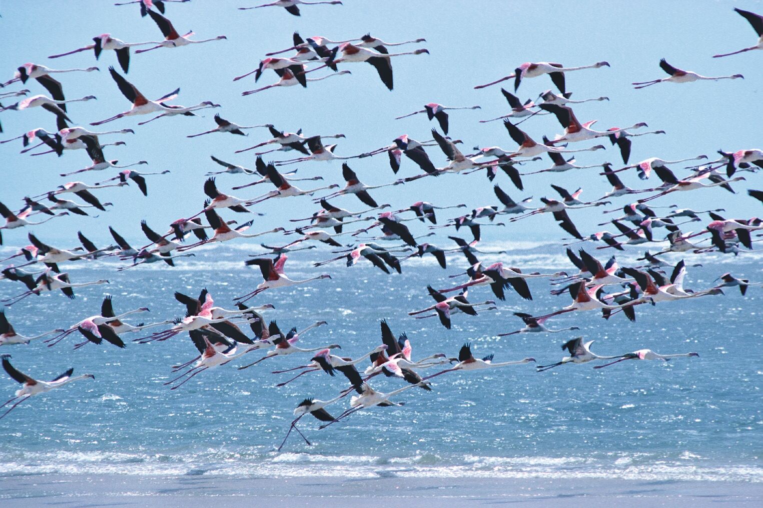 Flamands roses dans le parc national de la Langue de Barbarie, au nord du Sénégal 